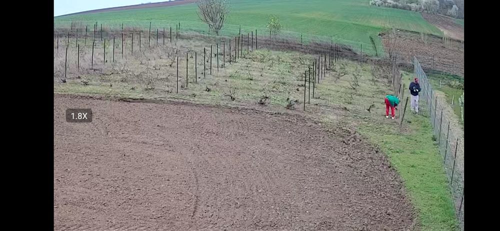 Teava rotunda si spalieri vie