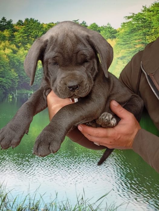 Кане Корсо cane Corso Italiano