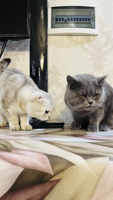 Скотиш фолд  Британский