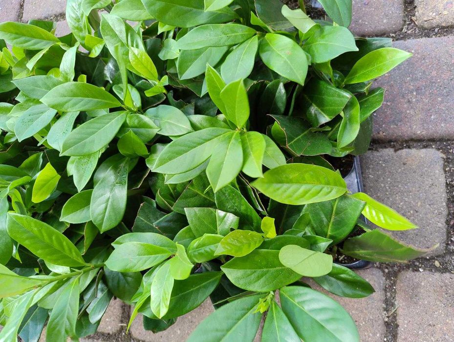 Лавровишна Novita, Caucasica в мултипалети. Производител