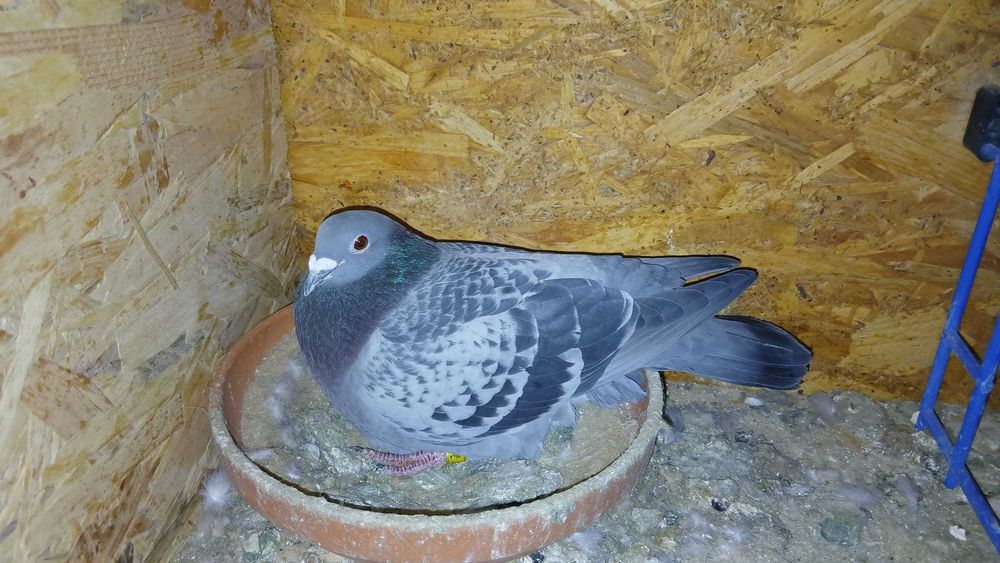 Vând un mascul locul 39 pe județ