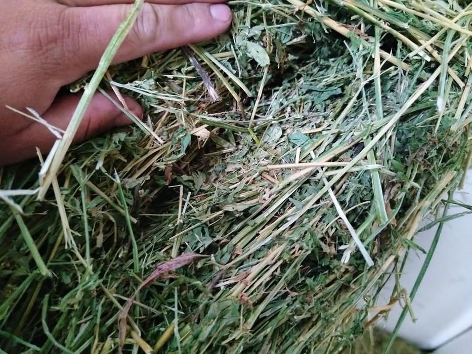 Vand baloti de lucernă 1.5leikg