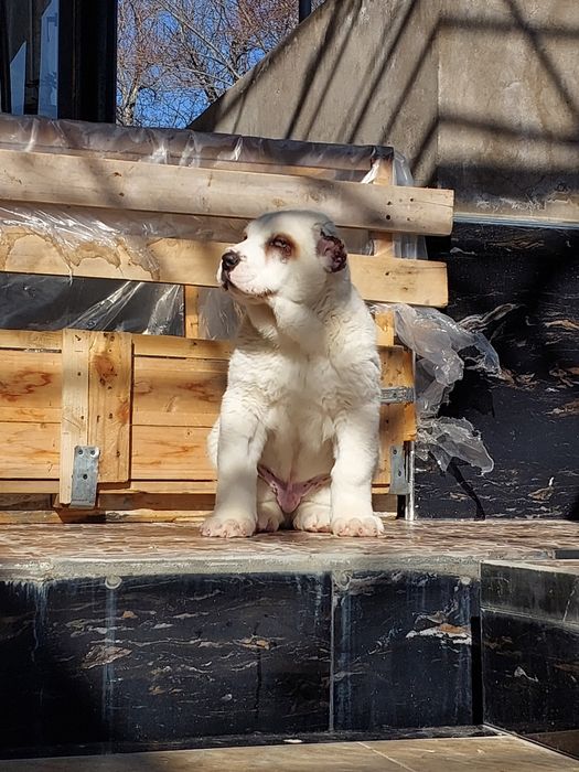 Продаётся алабай