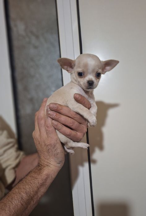 Мини чихуахуа,две момчета и две момичета.