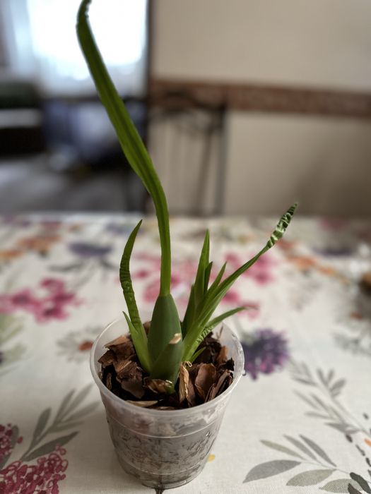 Орхидея Цимбидиум