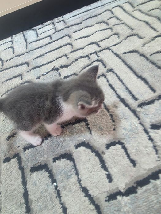 Продаются котята