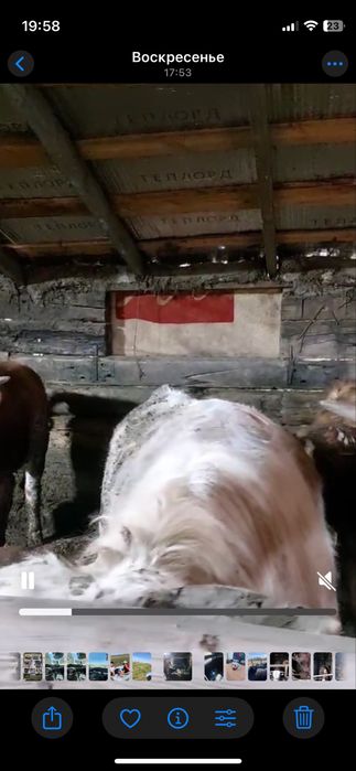 Продам бык Букалар 21 бас