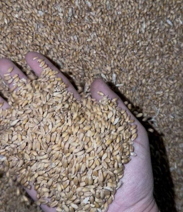 Продам пшеницу 2 сорт сухая