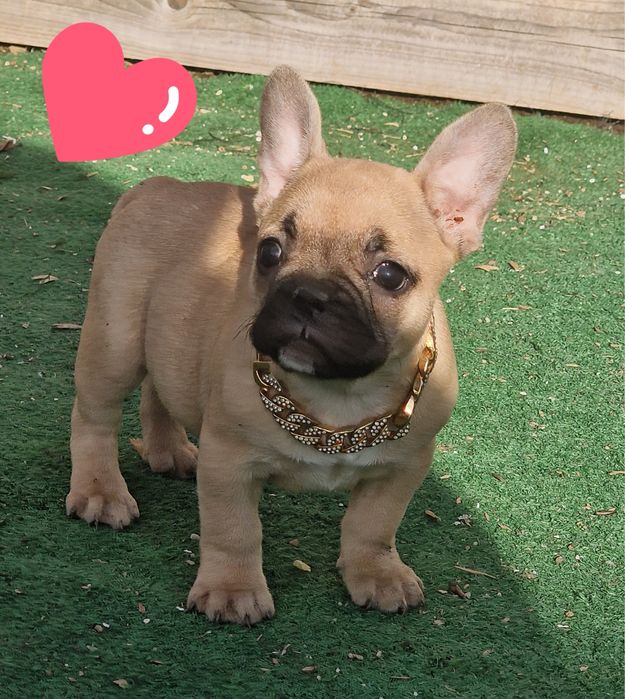 Femela buldog francez