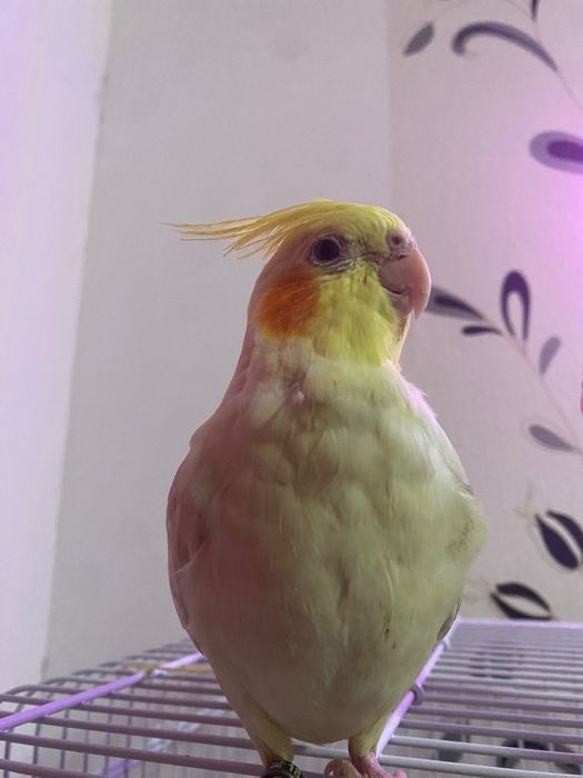 Pereche Papagali Nimfă