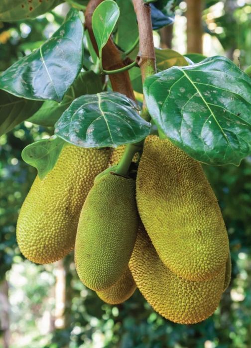 Jackfruit de 25 cm