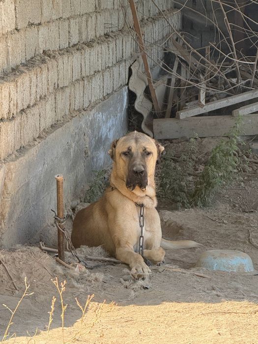 Kangal чистокровная собака, цена договорная