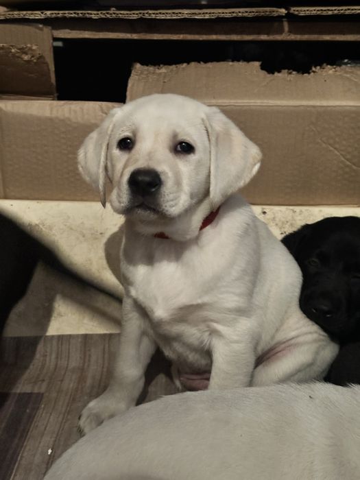 Лабрадор девочка