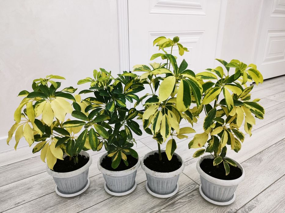 Комнатные цветы, доставка есть