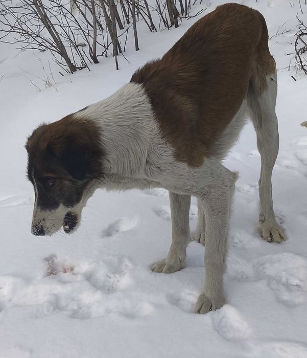 Щенки ТАЗЫ,им 1 месяц