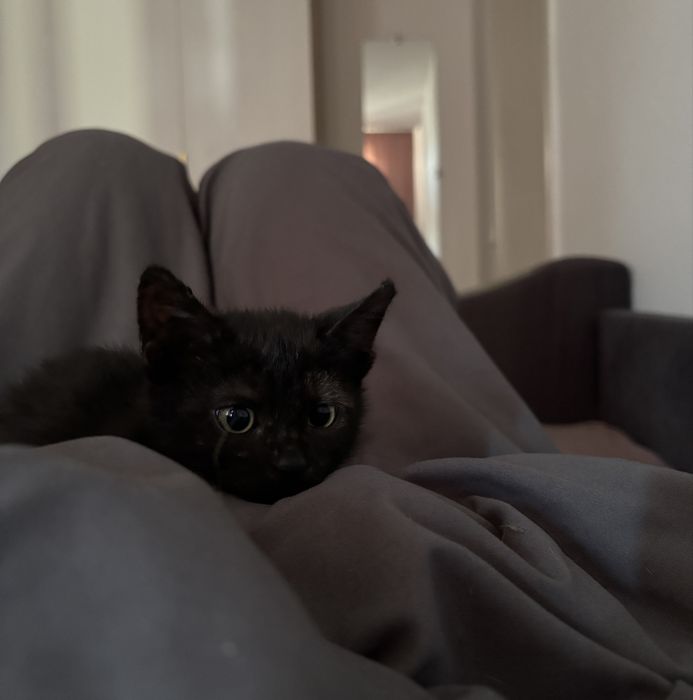 черная кошечка!