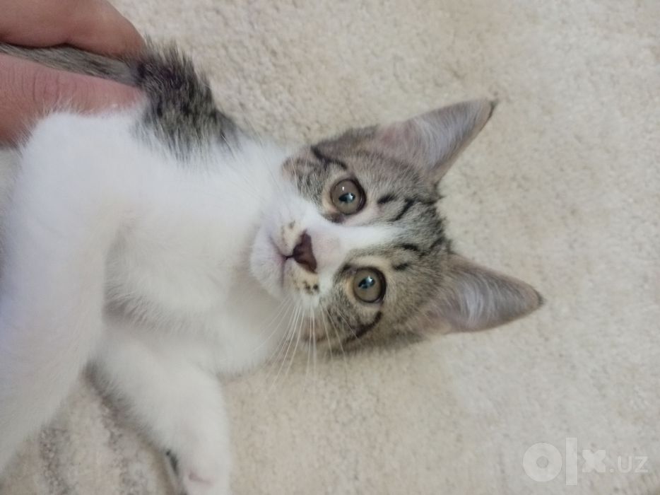 Котята в хорошие руки