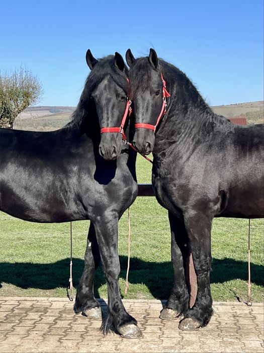 Friesian Friesieni Frizian Frizieni Armasari Armasar