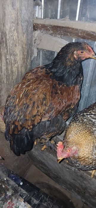 Vând cocoși încălțați