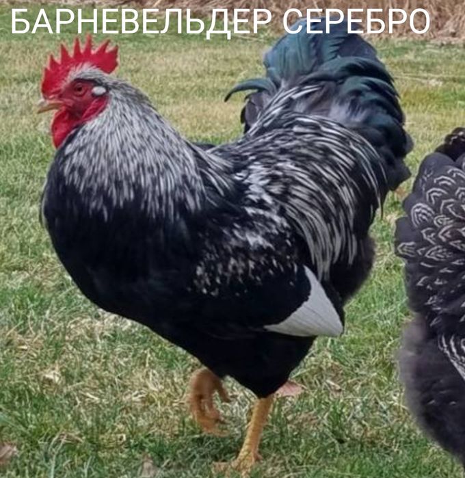 Петушок на племя.