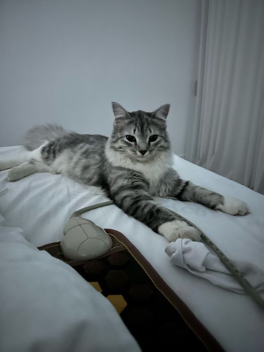 Кот, мышелов, породистый
