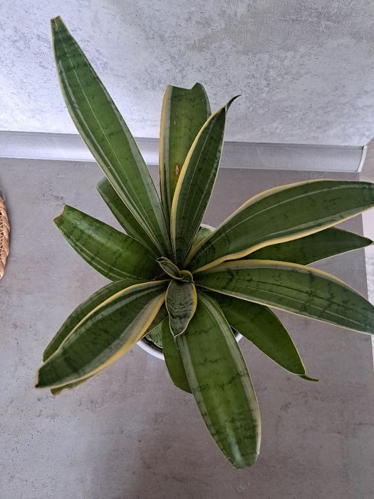 Продам Сансевиерию