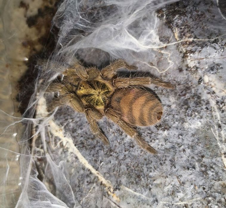 Паук птицеед Holothele incei Самка