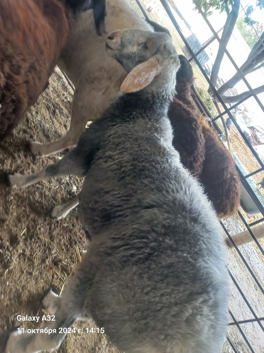 Курбандыка кой бар