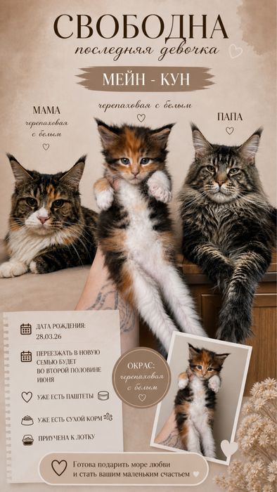 Котенок Мейн - кун