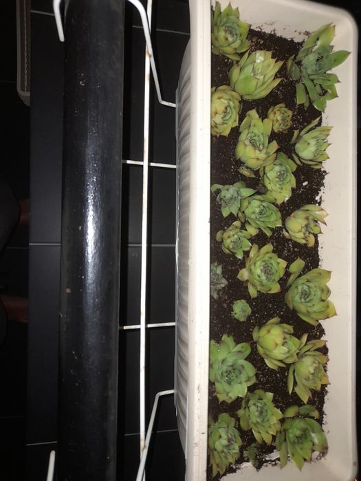 Планинска роза,Алпийска роза,Дебела Мара,Бабино ухо, Семпервивум