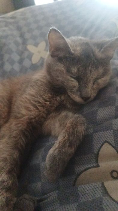 Потерялась кошка