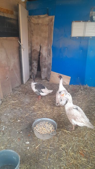 Продам крупных гусей