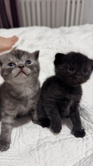 Чистокровные шотландцы