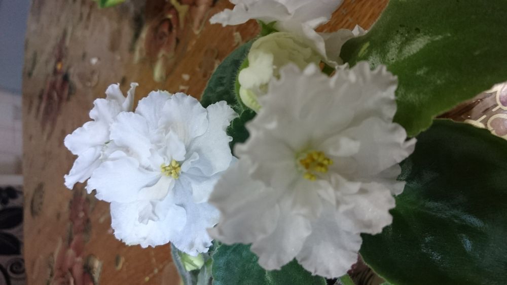 Продам Сортовые фиалки