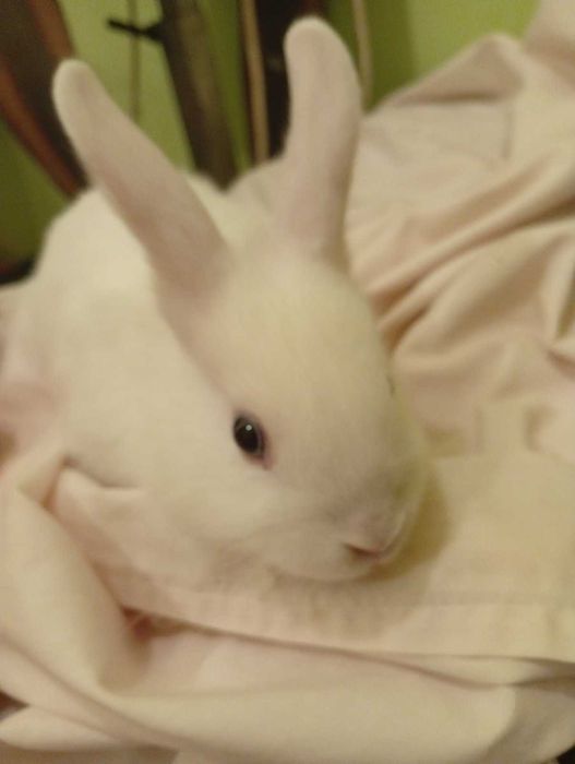 Декоративни зайчета - лъвска глава