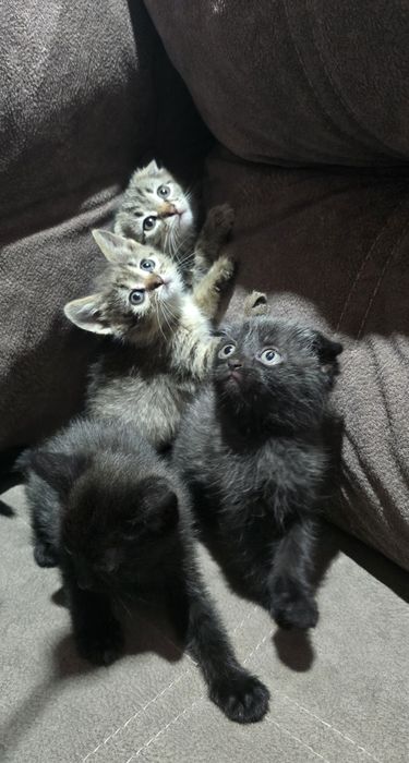 Котята шотландцы.