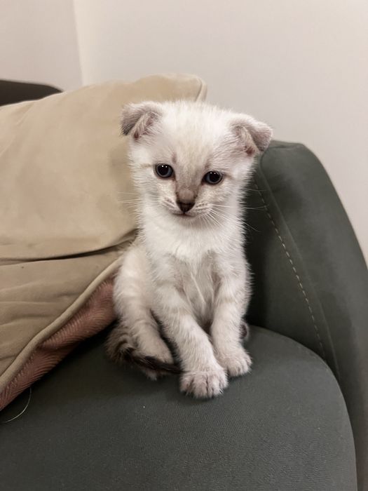 Котята породистые