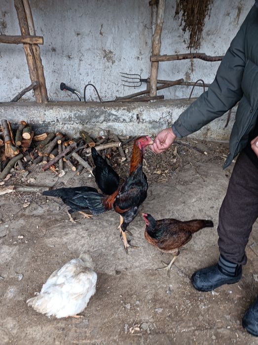 Chempion Xoʻrozni bolasi