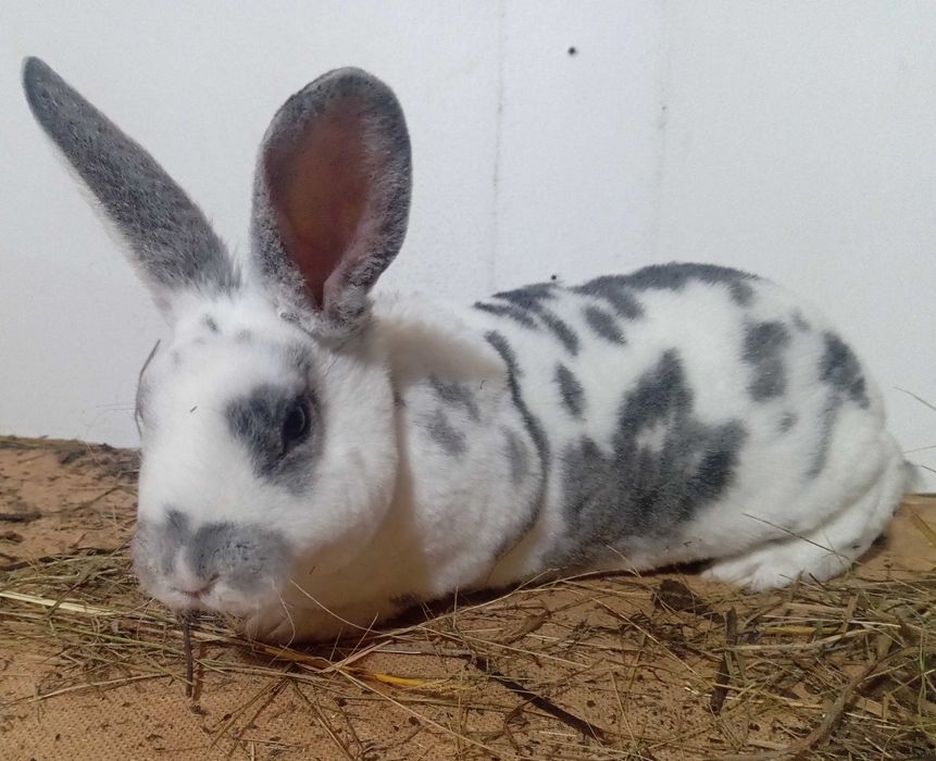 Кролики рекс разных возрастов и окрасов. (Не декоративные)
