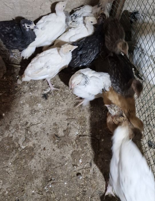 Курка жужалар 70 кундан ошган.индюк