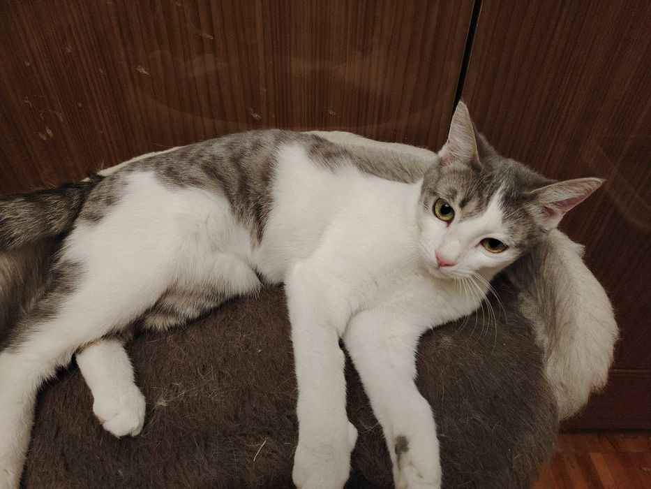 Отдается даром   очень красивый котёнок