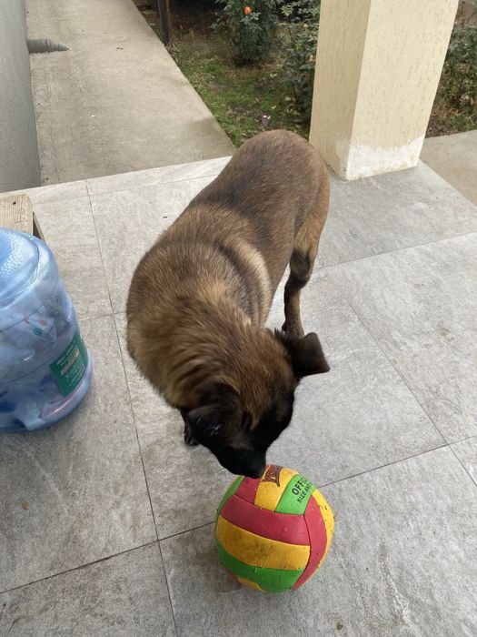 Щенок 4месяца порода малинуа