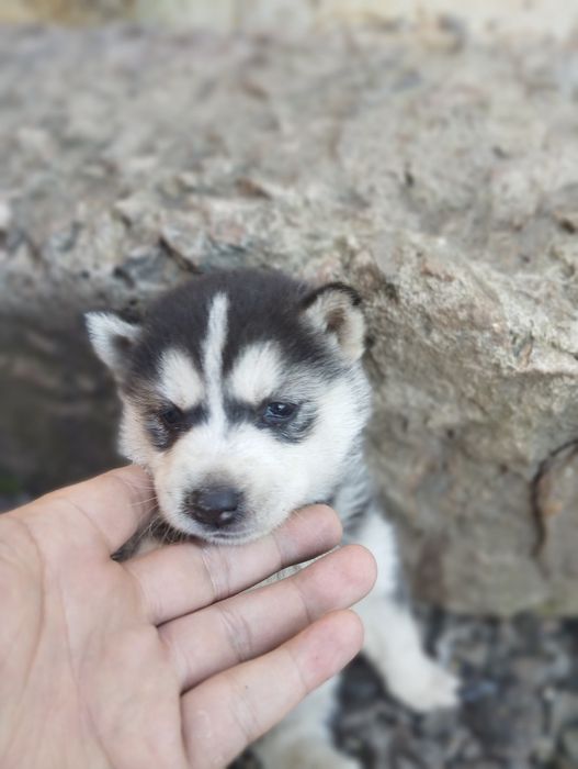 Продам щенков ХАСКИ очень красивые.