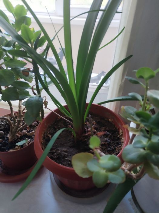 Цветы комнатные.