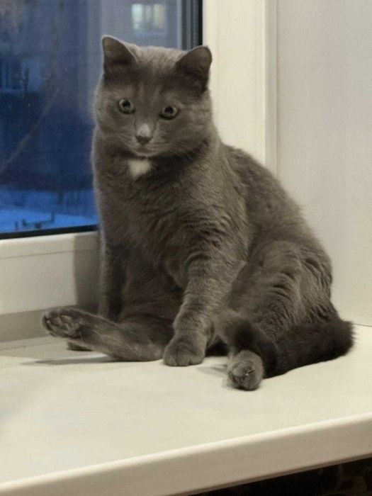 Котик Томми в ответственные руки