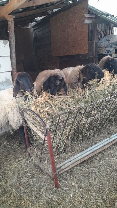 Vand oaie carabaș sârbesc