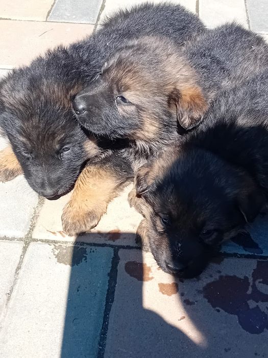 Ciobănesc German in TG-JIU