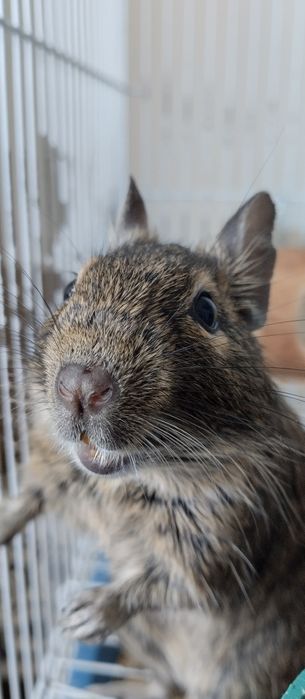 Белки Дегу с клеткой