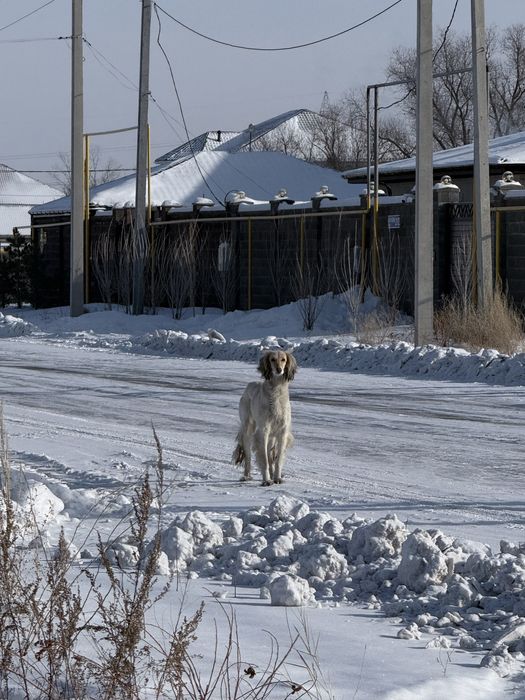 Щенки Кумай тазы