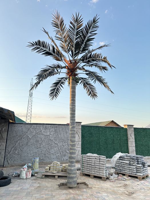 Пальма бассейн дом сад газон кокос дерево